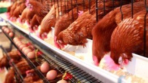 what do chickens eat - chickens feed