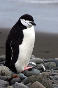 chinstrap penguins facts for kids - chinstrap penguins