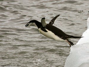 chinstrap penguins facts for kids - Chinstrap Penguin