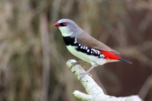 types of finches - diamond finch
