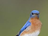 eastern bluebird - eastern bluebird facts