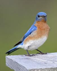 eastern bluebird - eastern bluebird facts