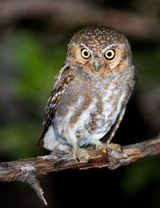 elf owl