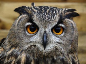 Eurasian Eagle Owl Facts - Eurasian Eagle Owl