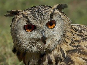Eurasian Eagle Owl Facts - Eurasian Eagle Owl