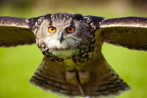 Eurasian Eagle Owl Facts – Eurasian Eagle Owl Habitat & Diet