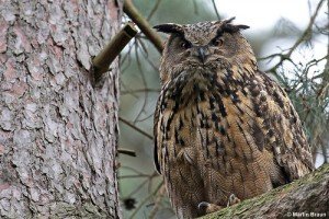 Eurasian Eagle Owl Facts - Eurasian Eagle Owl
