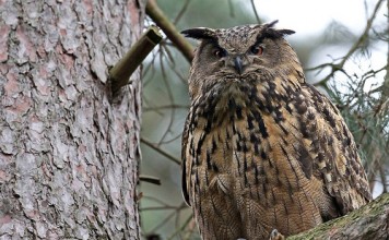Eurasian Eagle Owl Facts - Eurasian Eagle Owl