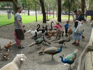 what to feed ducks - feeding ducks