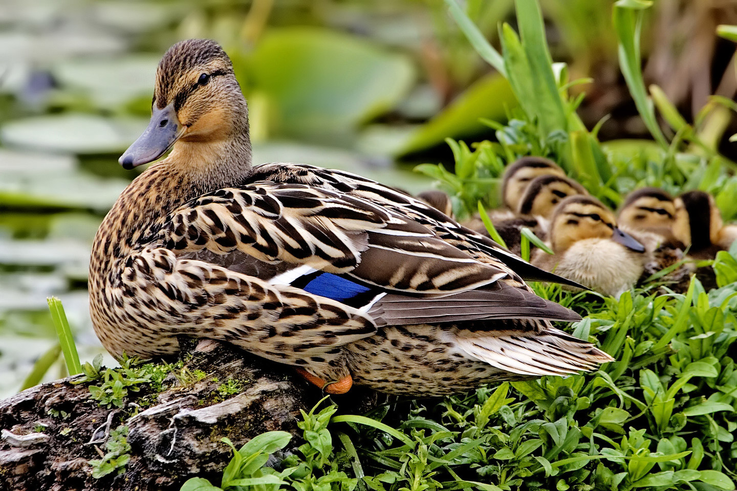 female-mallard-duck-in-the-municipal-park-of-mouscron-belgium