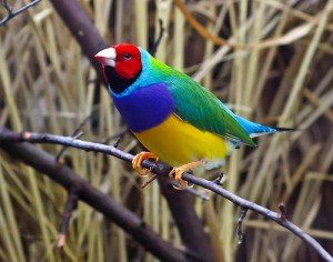 Gouldian Finch - types of finches