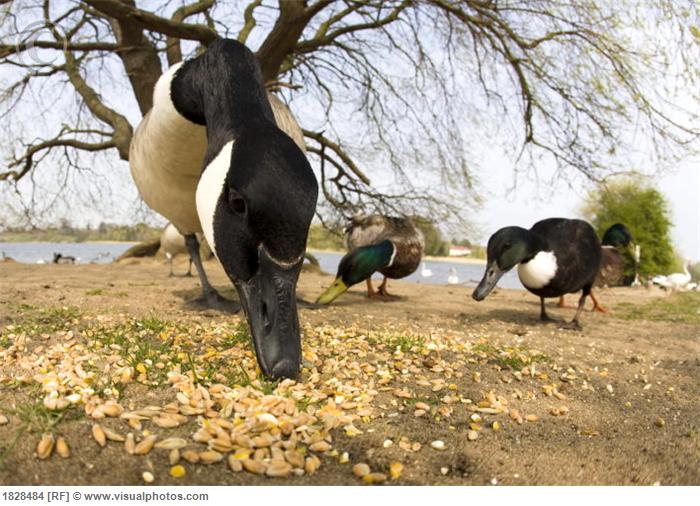 Geese eating nuts on shore Birds Flight