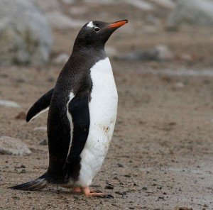 Gentoo Penguin Facts - Gentoo Penguins