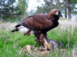 Golden Eagle Facts - Golden Eagle