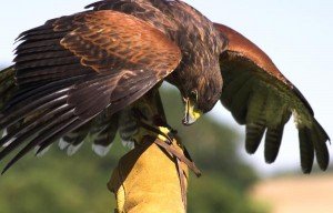 Harris Hawk Facts - Harris Hawk