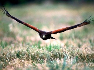 Harris Hawk Facts - Harris Hawk