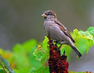 House Sparrow Facts - House Sparrow