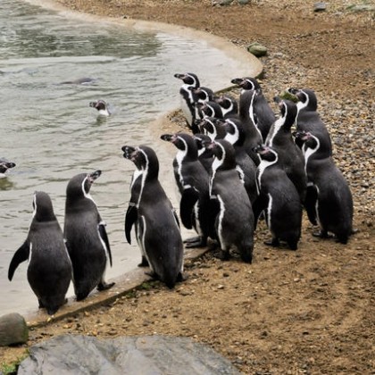 Humboldt Penguin Facts - Humboldt Penguins Diet & Habitat