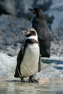 Humboldt Penguin Facts - Humboldt Penguin