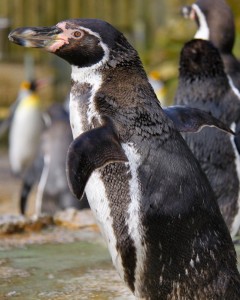 Humboldt Penguin Facts - Humboldt Penguin