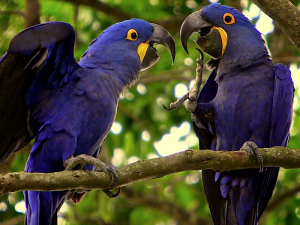 Hyacinth Macaw Facts - Hyacinth Macaw