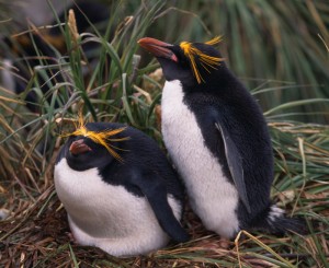 Macaroni Penguin Facts - Macaroni Penguin