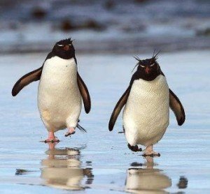 Macaroni Penguin Facts - Macaroni Penguin