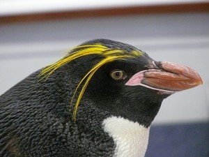 Macaroni Penguin Facts - Macaroni Penguin