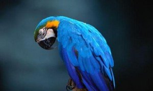 Blue Macaw - How long Do parrots live