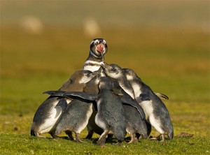 Magellanic Penguin Facts - Magellanic Penguin