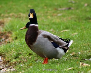 What Do Mallard Ducks Eat? What To Feed Mallard Ducks? - Mallards