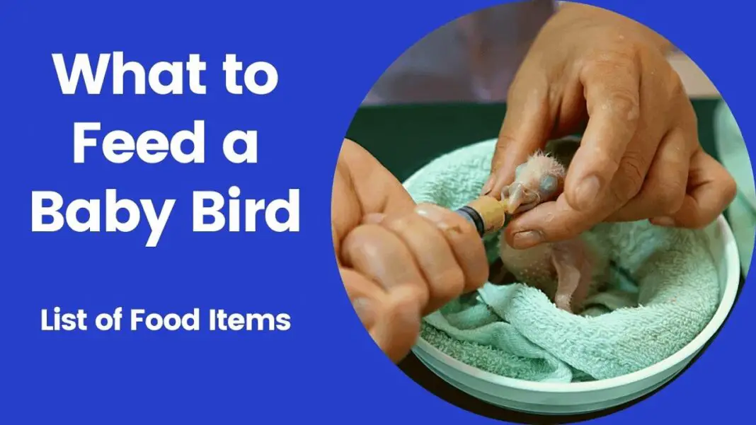 what-to-feed-a-baby-bird-what-to-feed-baby-birds