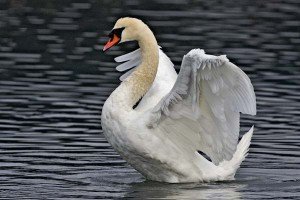 Mute Swan Facts - Mute Swan