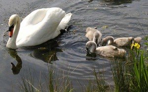 Mute Swan Facts - Mute Swan