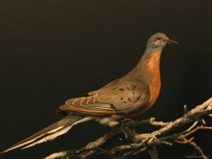 Passenger Pigeon Facts – Passenger Pigeon