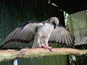 Philippine Eagle Facts - Philippine Eagle
