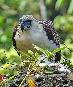 Philippine Eagle Facts - Philippine Eagle Diet - Philippine Eagle Habitat