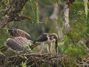 Philippine Eagle Facts - Philippine Eagle