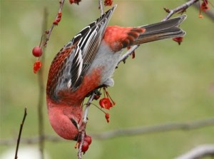 Types of Finches - Pine Grosbeak