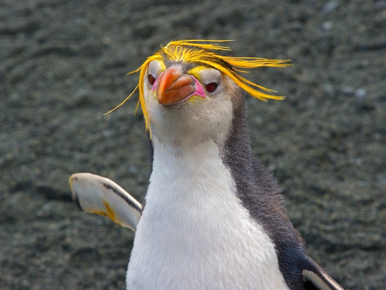 Royal Penguin Facts Royal Penguin Diet & Reproduction