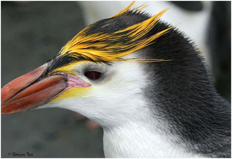 Birds Flight All About Birds