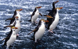 Royal Penguin Facts - Royal Penguin