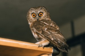 saw whet owl