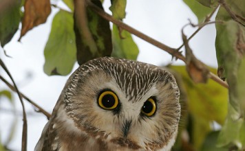 Northern Saw Whet Owl Facts - Northern Saw Whet Owl