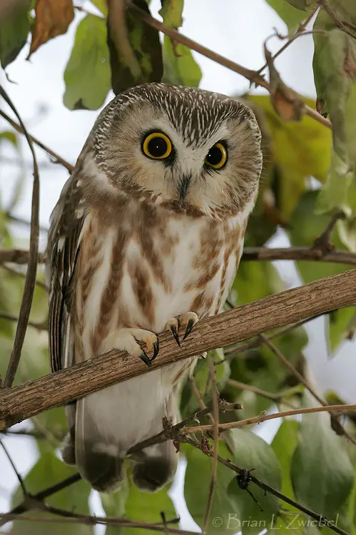 Northern Saw Whet Owl Facts - Northern Saw Whet Owl