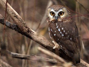 Northern Saw Whet Owl Facts - Northern Saw Whet Owl