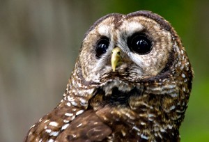 spotted owl facts - Spotted owls