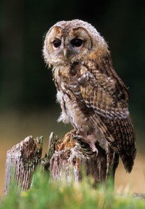 Tawny Owl Facts - Tawny Owl
