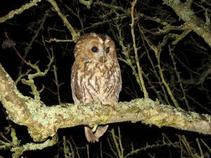 Tawny Owl Facts - Tawny Owl