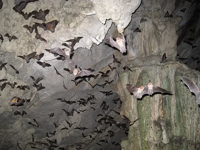 types of bats - Birds Flight